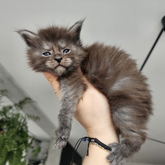 Koteczka Maine coon rodowód Fpl
