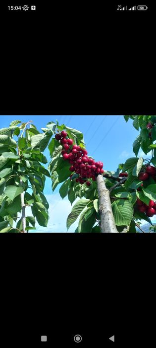 Vendo Pomar-terreno 5.800 m2