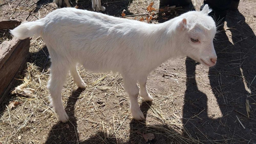 Продам козочку 3 місяці