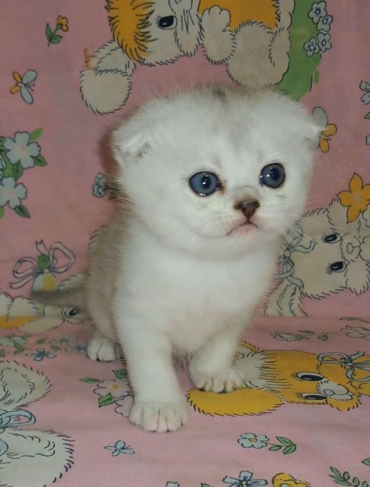 Вислоухие серебристые шиншиллы