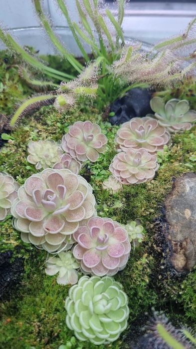 Pinguicula esseriana - Tłustosz mięsożerny