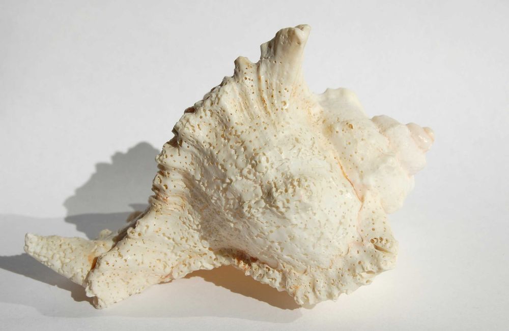Muszla morska Murex Ramosus dł. 11,7 cm, marynistyka