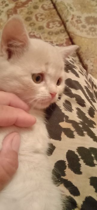 Кошеня в гарні руки