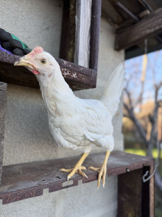 Молодка курочка ломан сенди