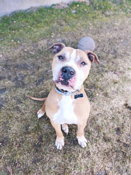 pitbull / amstaff szuka domu