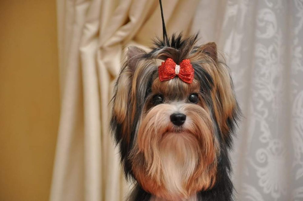 Бивер Йорк для вязок