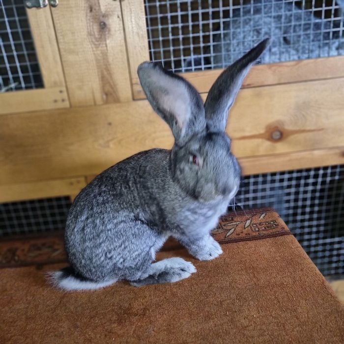 Belgijski olbrzym szynszlowy