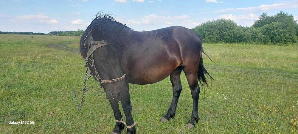 Продам робочу кобилу
