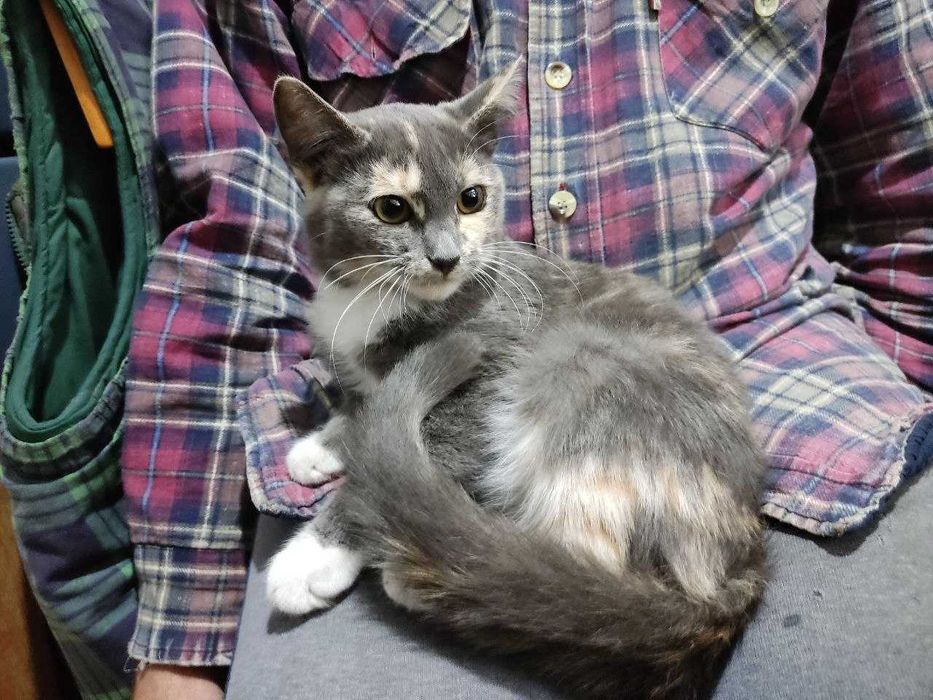 Віддам кошенят безкоштовно