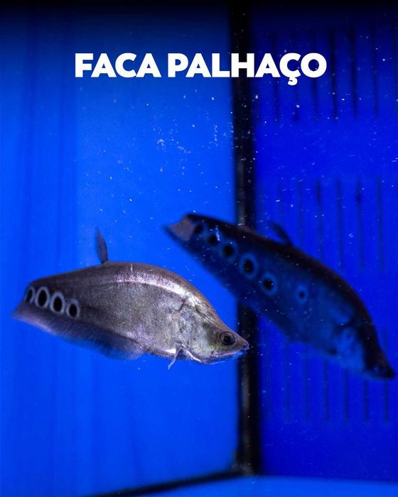 Peixe Faca Palhaço