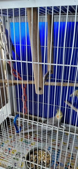 Casal de caturras  canela