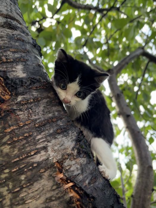 котик горошок, в добрі руки