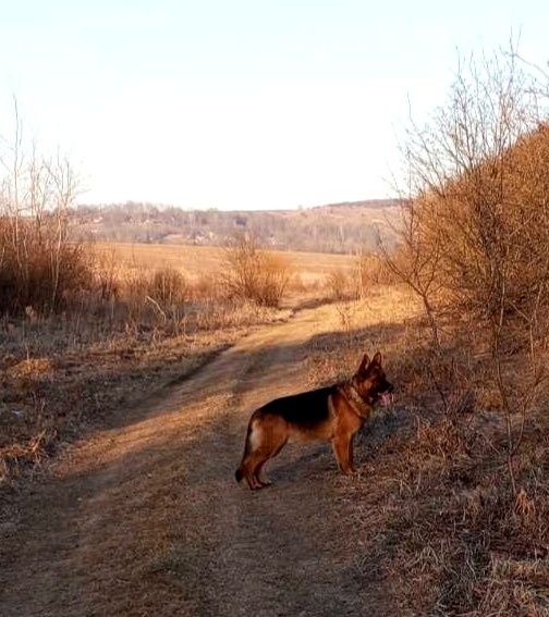 Німецька вівчарка.