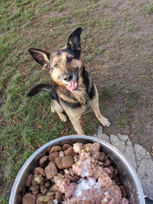 Szarik pies w typie owczarka niemieckiego