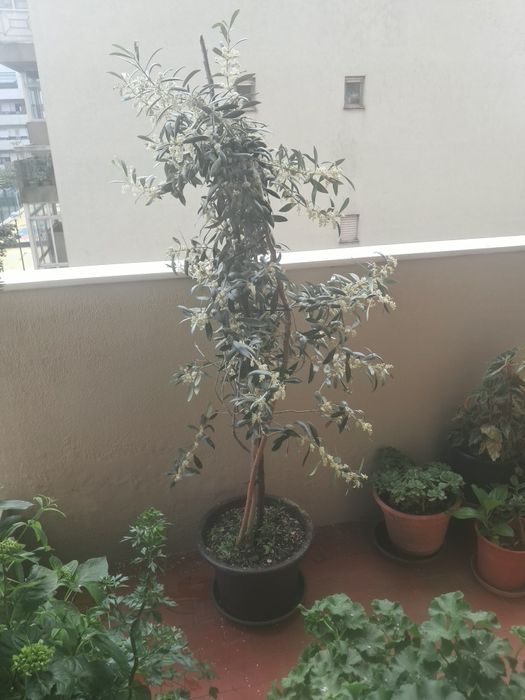 50 € Vendo oliveira  altura 1m e 60 e tal cm