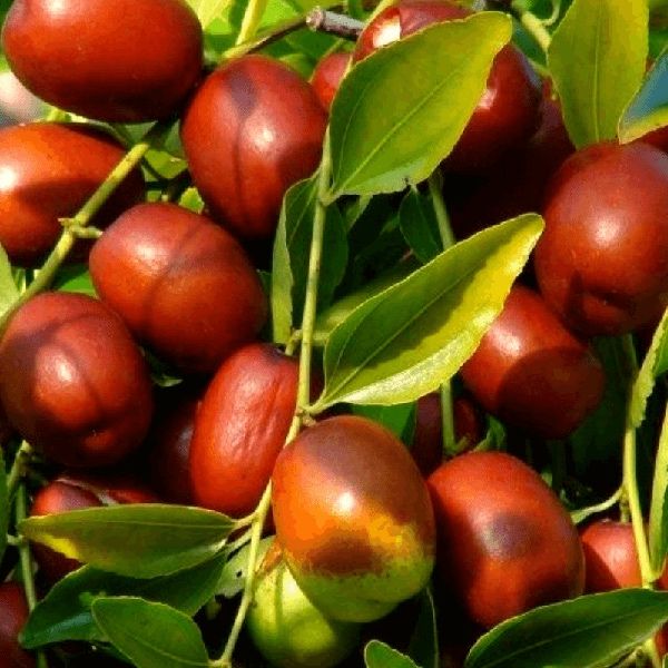 Продам плоды , саженцы унаби - зизифус