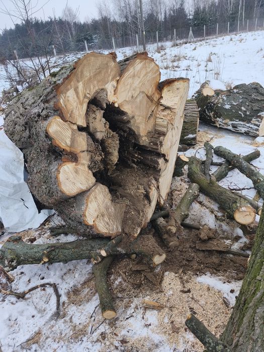 Sprzedam  lipę na plastry