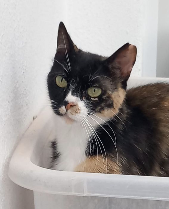 Gatinhas Jovens Abandonadas para Adoção!