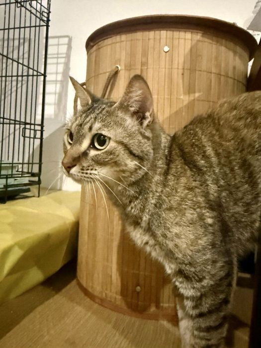 Gata fêmea para adoção responsável
