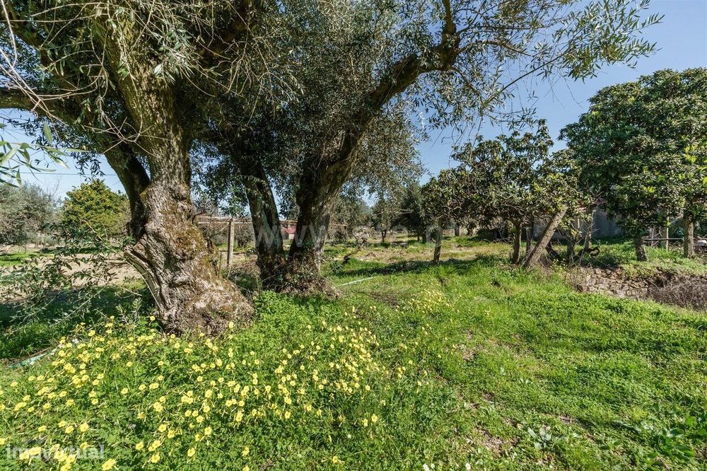 Terreno / Fundão, Martianas
