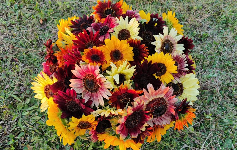 Słonecznik ozdobny nasiona