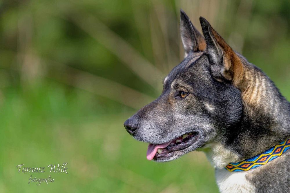 Wspaniale będzie bronił mieszkania i podwórka przed niechcianymi gośćmi. Kajtek do adopcji