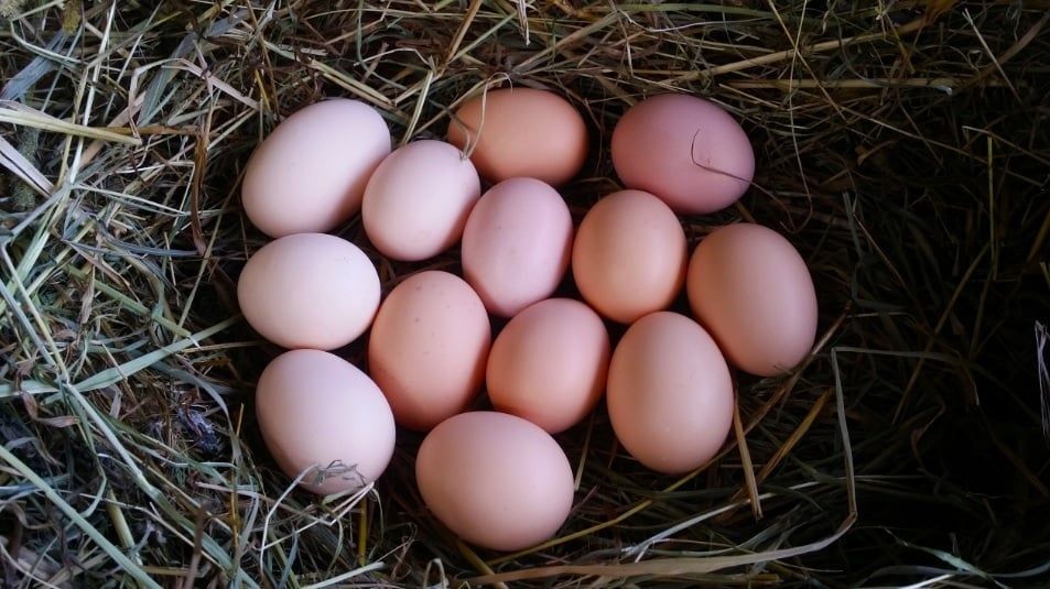 Jaja swojskie wiejskie