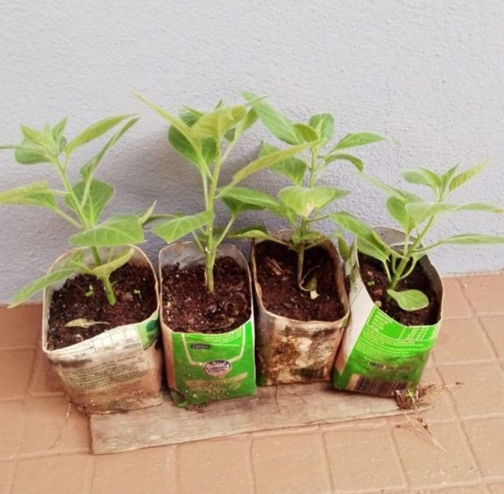 Várias pimentas exóticas