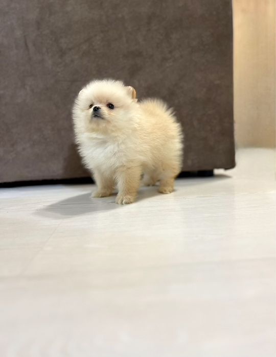 Девочка мини- померанского шпица, возраст 2 месяца