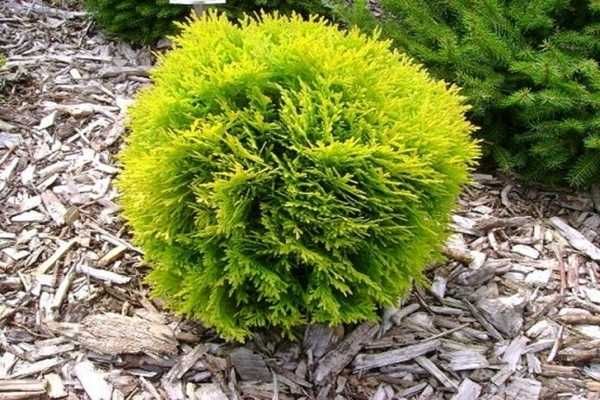 Туї кульки Даніка, Хоссері та Міріам