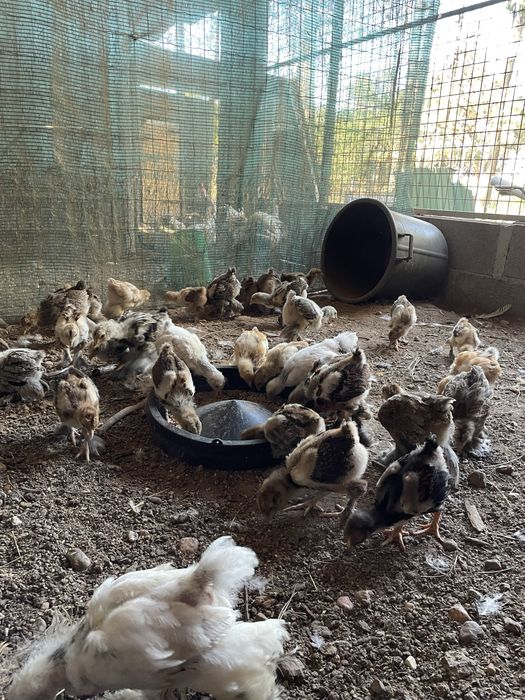 Pintos com 2 meses e meio – Brahma