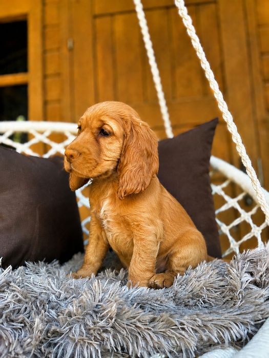 Cocker spaniel angielski sunia Rodowód