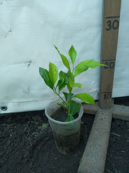 Лимони різні сорти