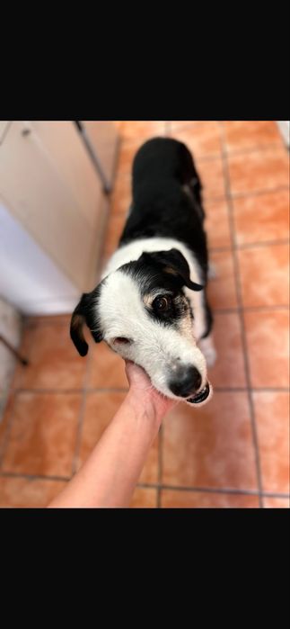 Cão para adoção responsável
