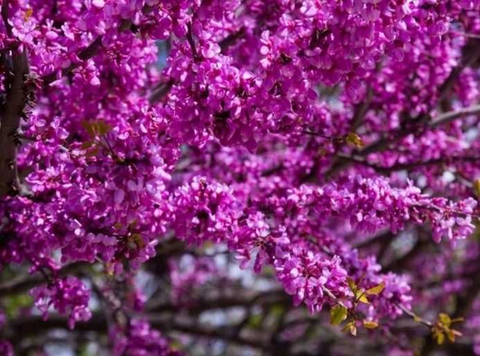 Judaszowiec Kanadyjski wys. ok 220 cm Leszno wlkp.