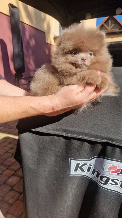 Szpic liliowy  piesek