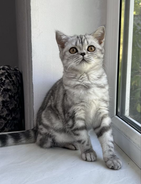 Шотландская кошечка