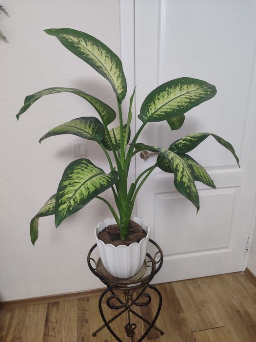Королевская крупнолистовая диффенбахия