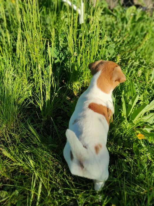 Продам дівчинку Джек рассел тер'єр