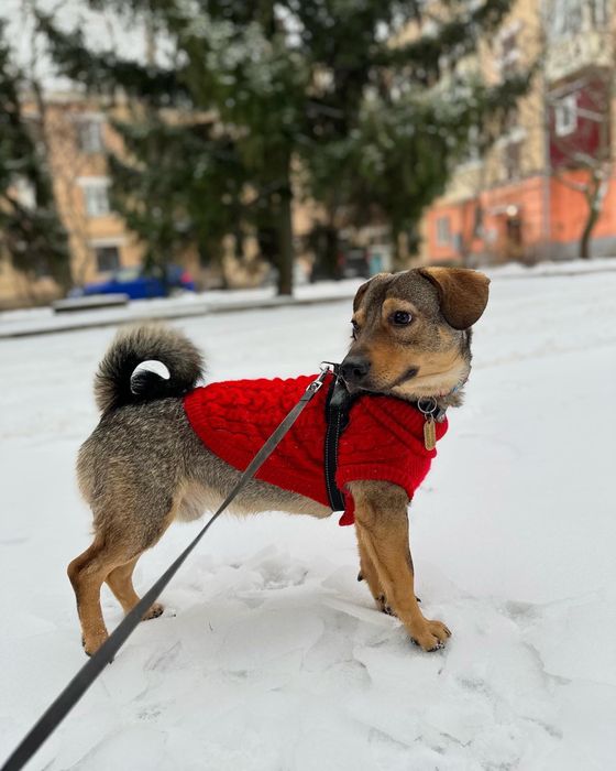 Лірік шукає родину