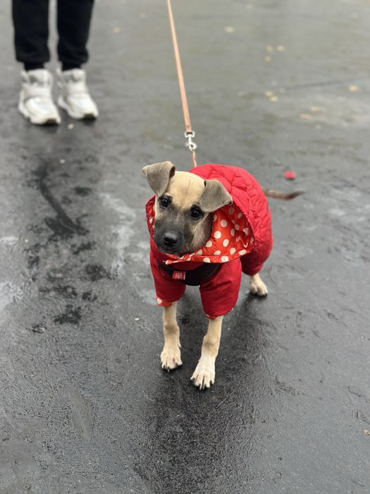 дівчинка 2,5 міс шукає дім