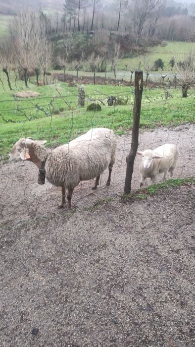 Ovelha com um borrego