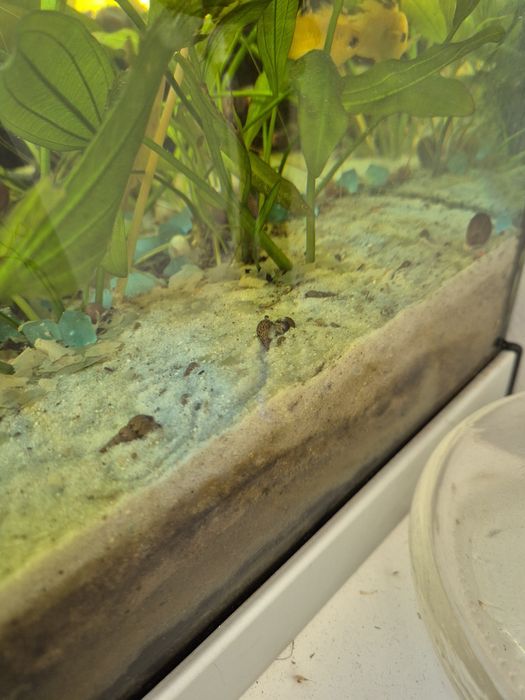 Acessórios para aquario guppies, platys, Molly's e búzios