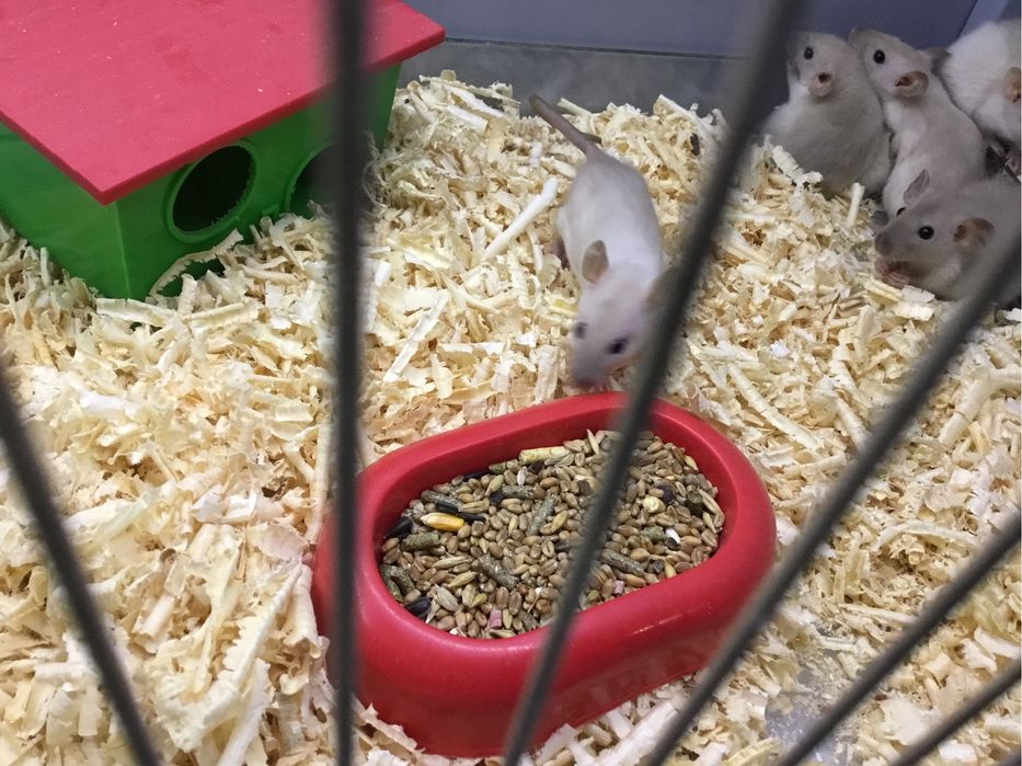 Продам декоративних щуриків