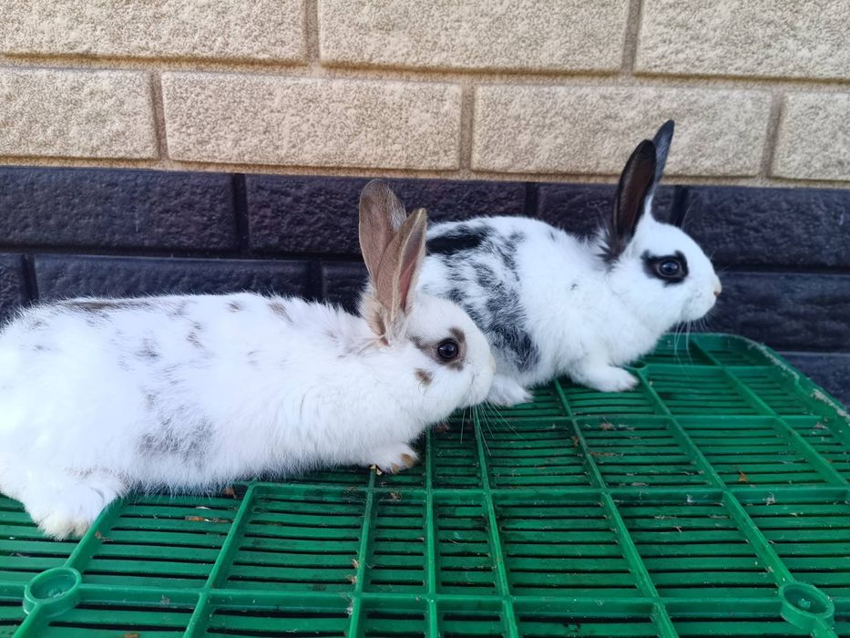 Продам кролів ..