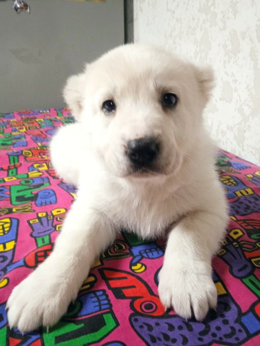 Продаж собаки породи Алабая