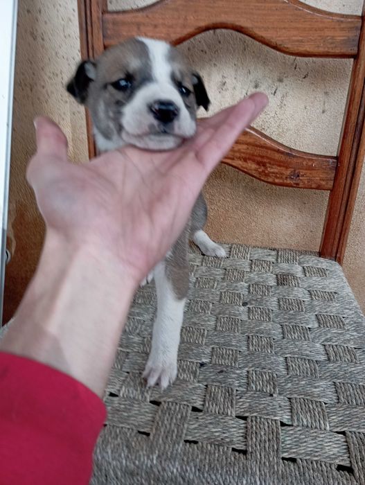 Cães filhotes para adoção