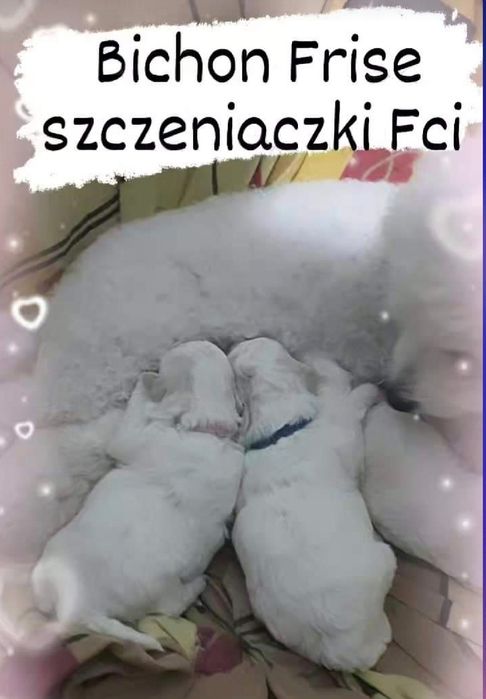 Bichon frise suczka Diana  Fci