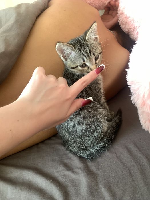 маленьке кошеня