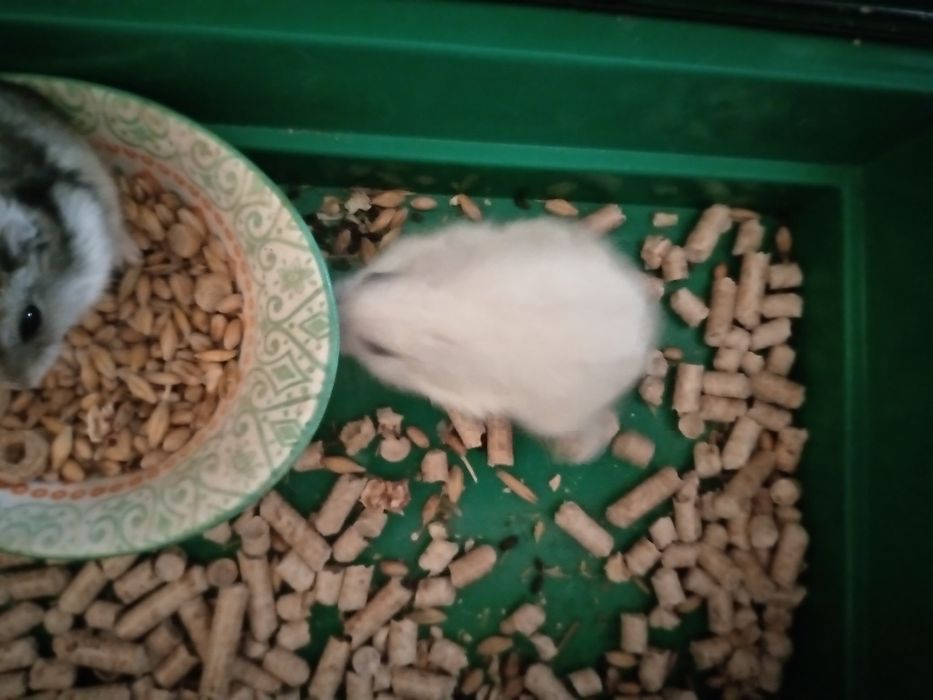 Хомячки Кременчуг